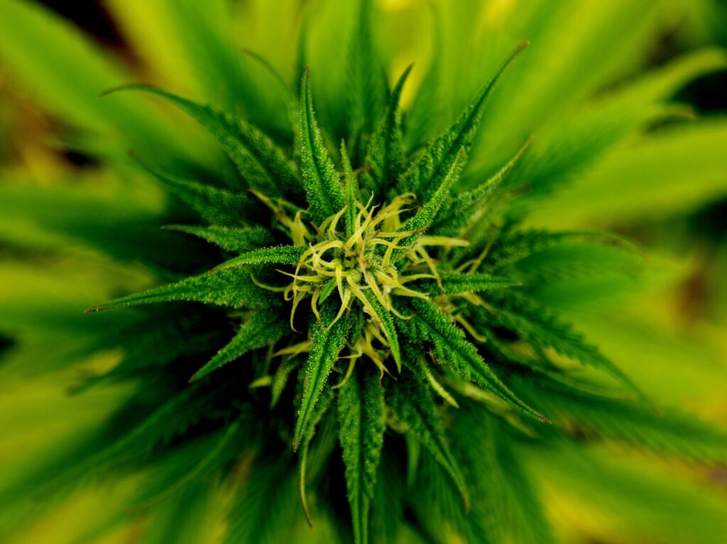 marijuana-101796-1920 marijuana-101796-1920