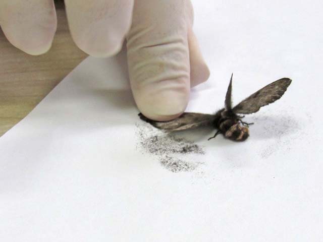mariposa