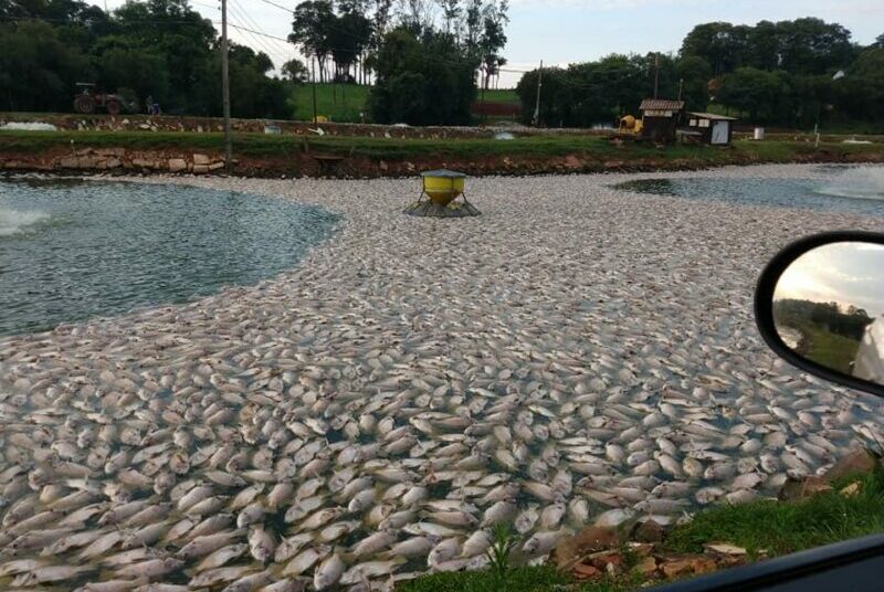morre-peixes-oeste-e1636406744253
