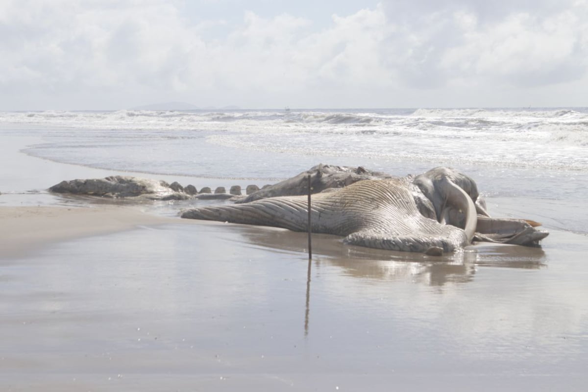 morta-baleia-pontal-parana