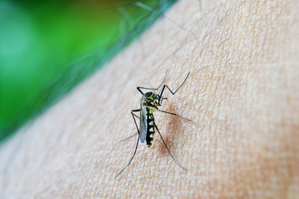 mosquito-gb00437276-1280
