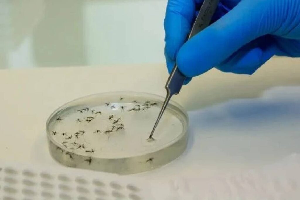 mosquito-maruim-febre-oropouche mosquito-maruim-febre-oropouche