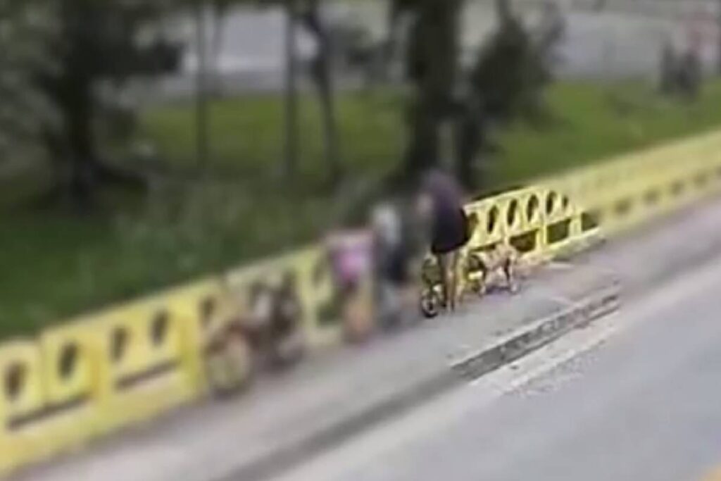 mulher-joga-cachorro-ponte