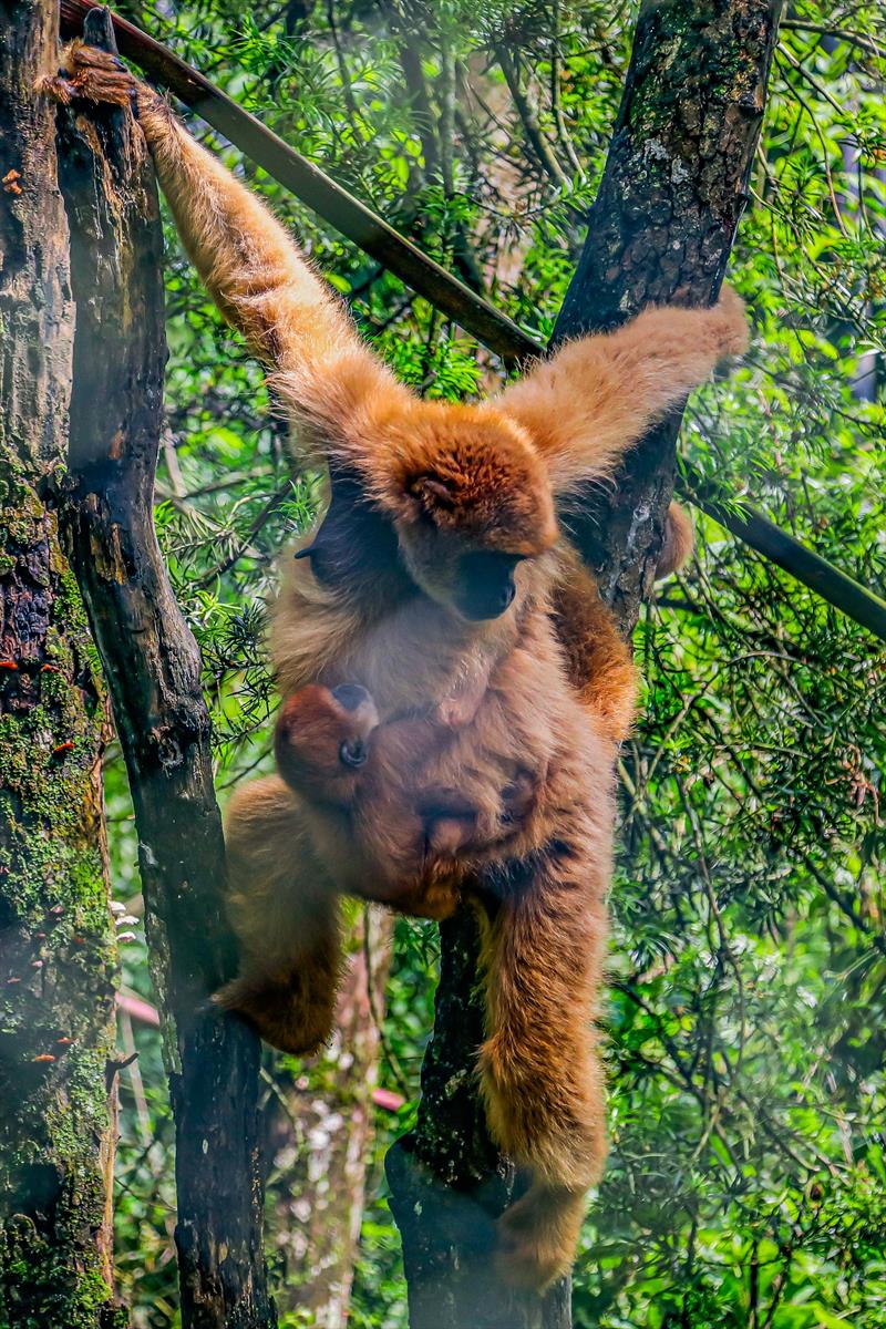 muriqui-curitiba-4