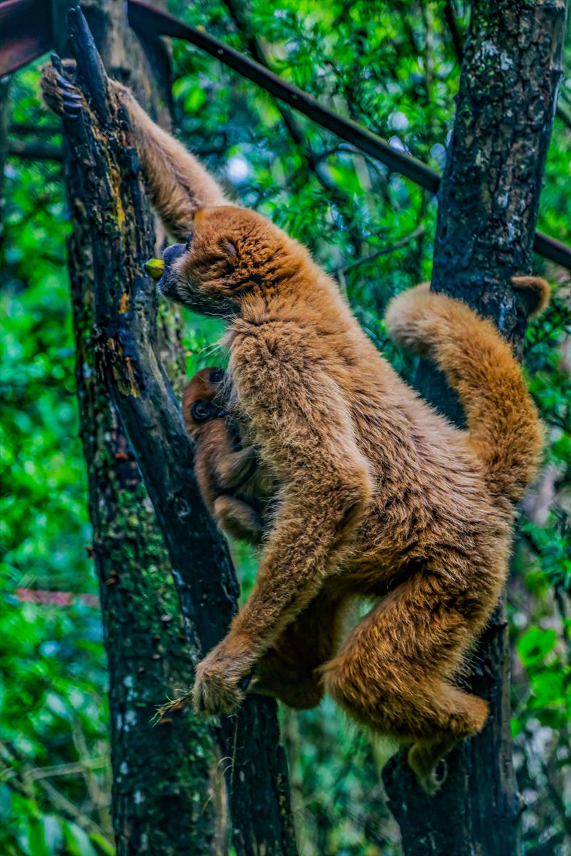 muriqui-curitiba