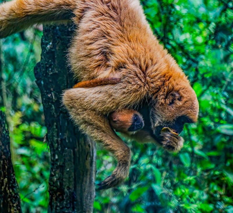 muriqui-´curitiba-2