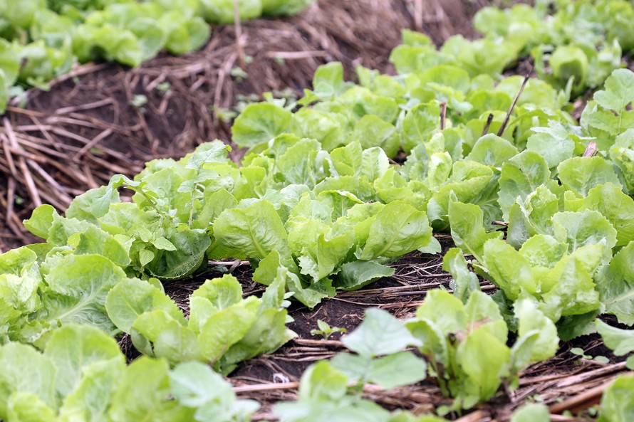 Rota do Vinho – Coônia Murici.
Gilson Abreu/ANPr