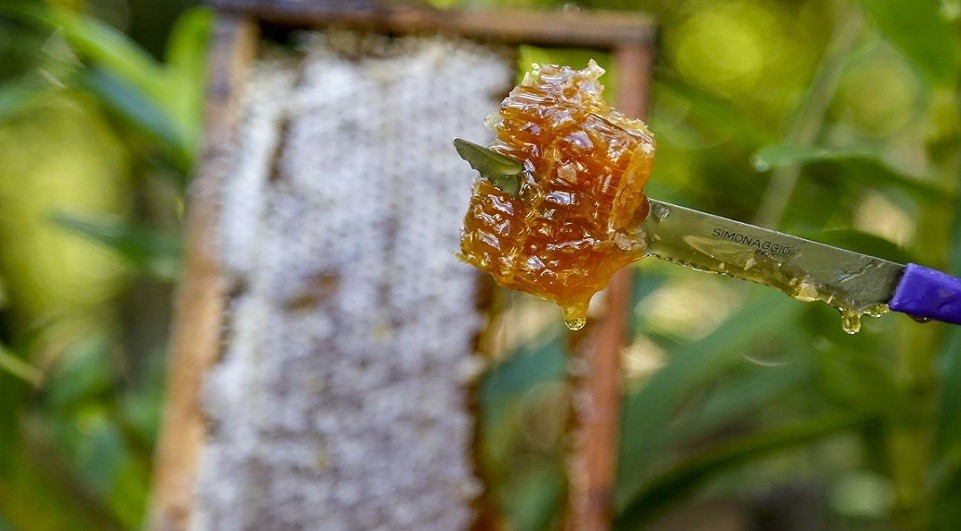 Produção de mel
Ortigueira – Pr
Gilson Abreu/AEN