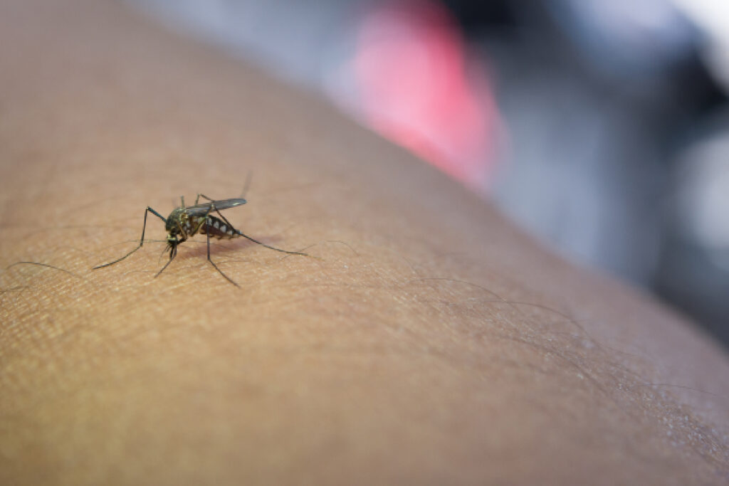 novos-casos-dengue-curitiba dengue-parana