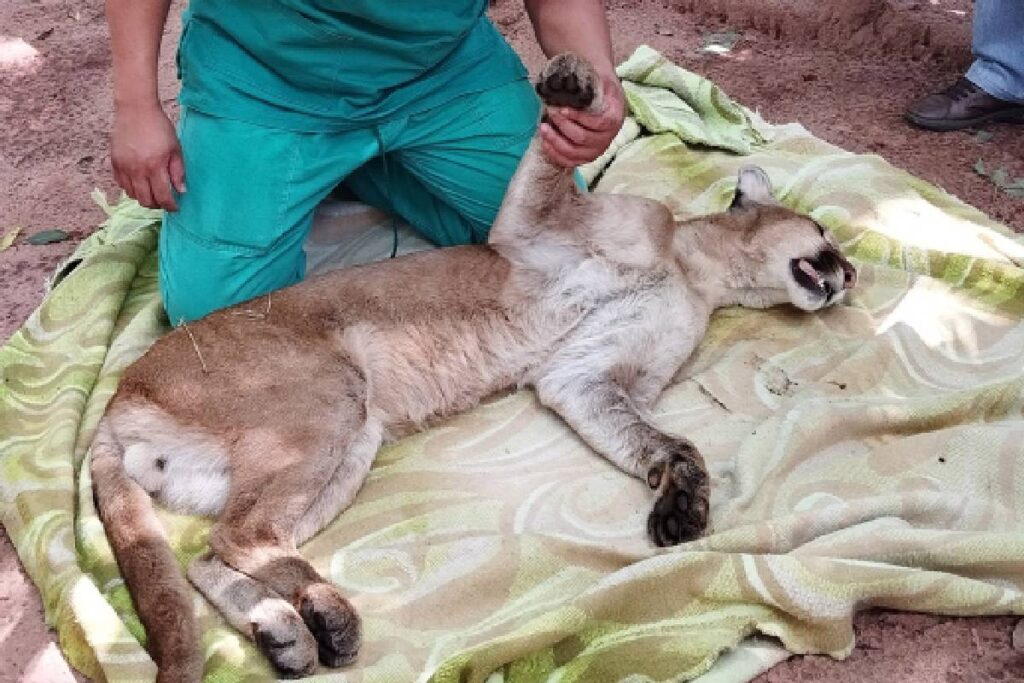 onca-parda-resgatada-parana