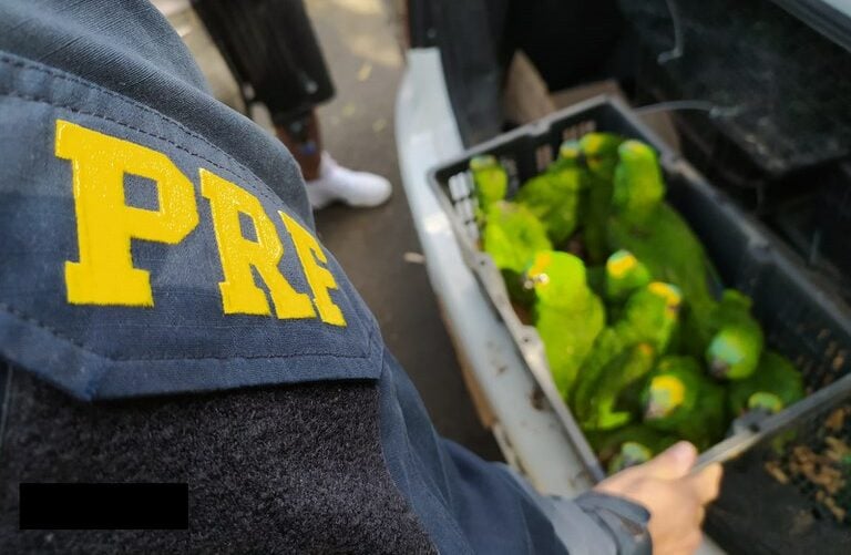 papagaio-prf-e1634935614270