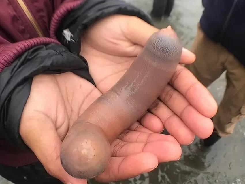 peixes-penis-argentina peixes-penis-argentina