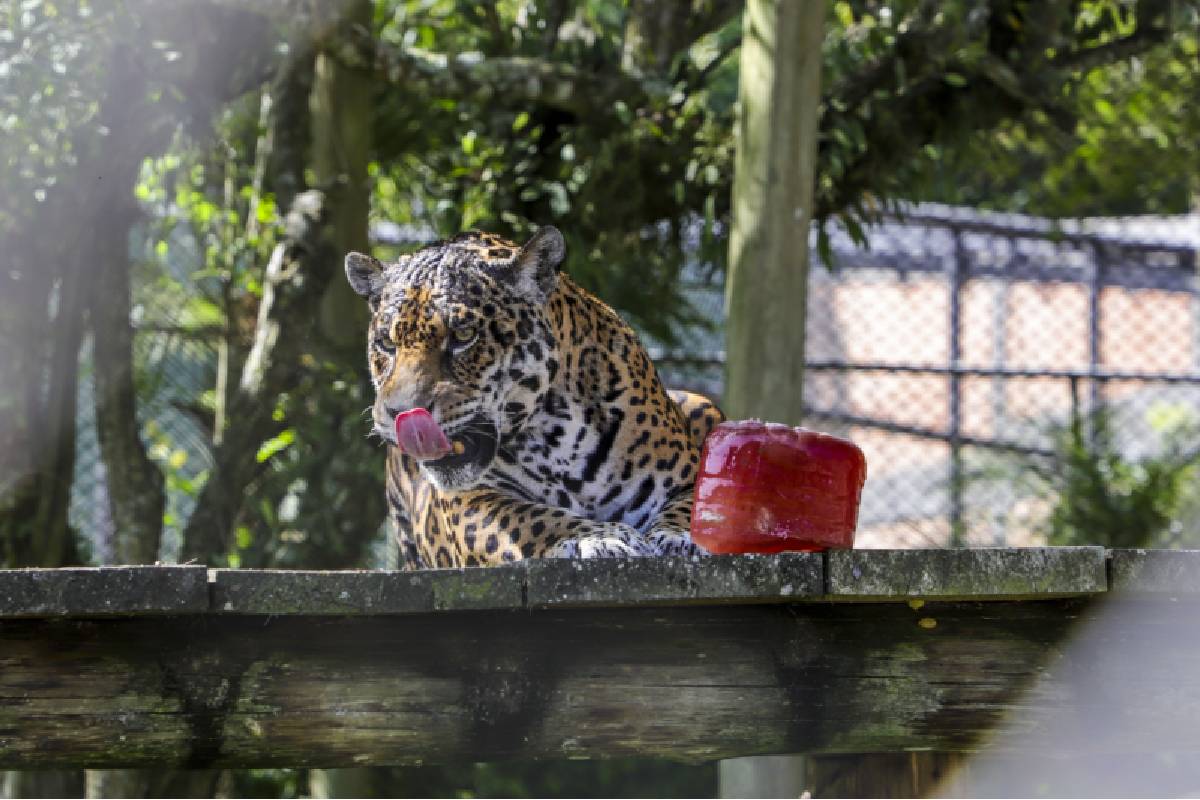 picole-animais-zoologico