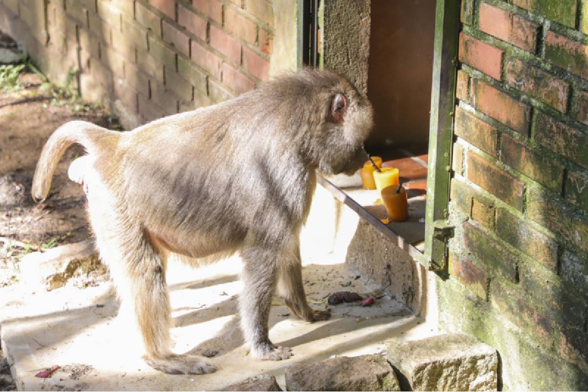 picole-zoologico-de-curitiba