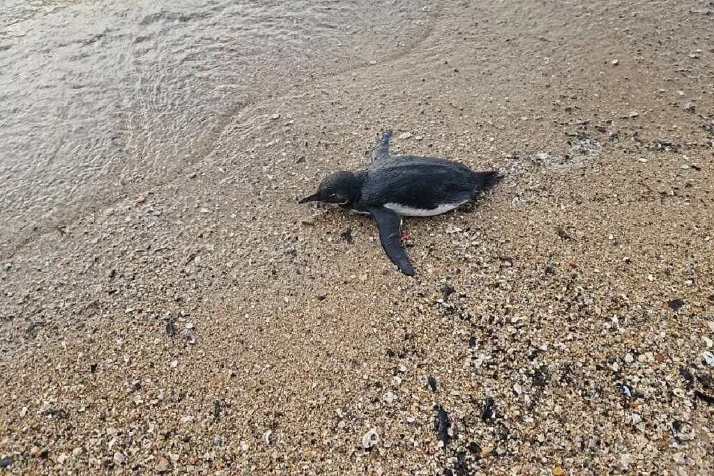 pinguim-praia