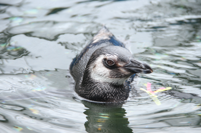 pinguin2