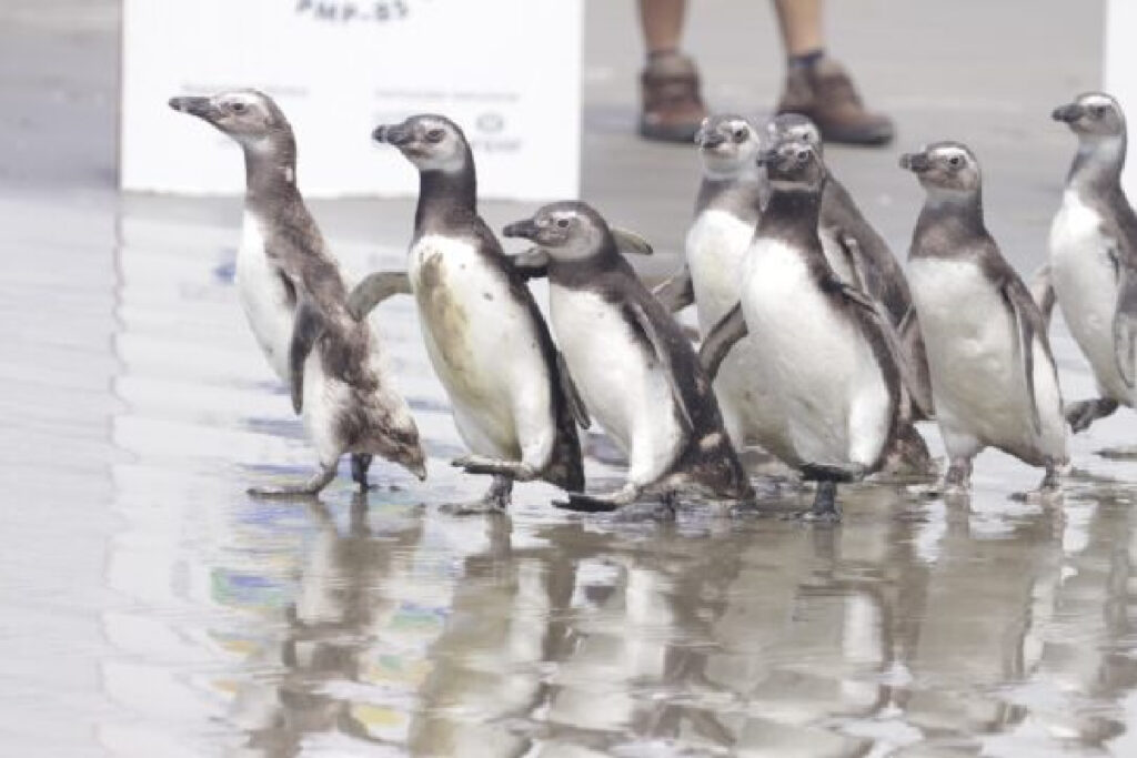 pinguins-litoral-parana