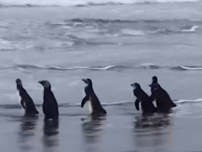 pinguins-litoral-parana pinguins-litoral-parana