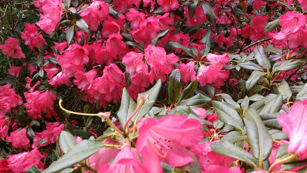 pink-azalea-flowers-blooming-in-the-garden