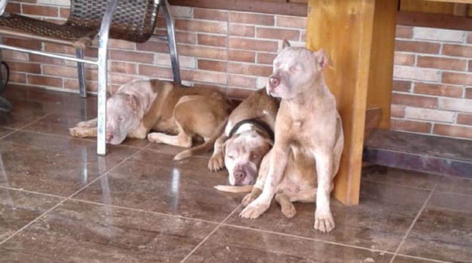 pitbull pitbull