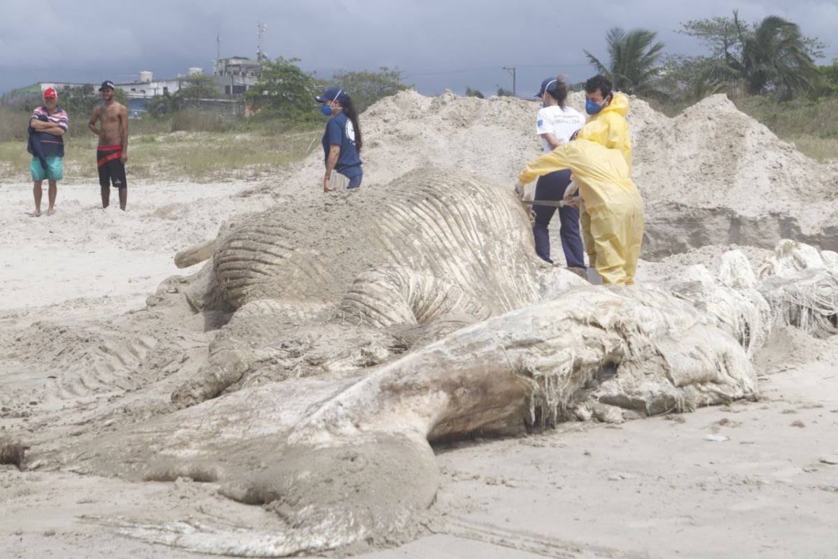 pontal-do-parana-baleia