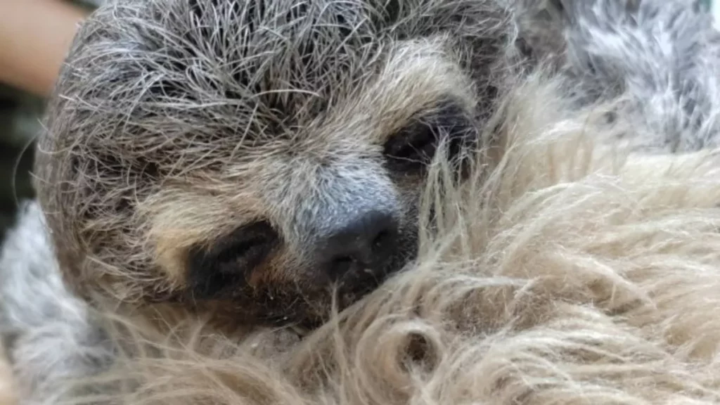 preguica-sequestrada-1