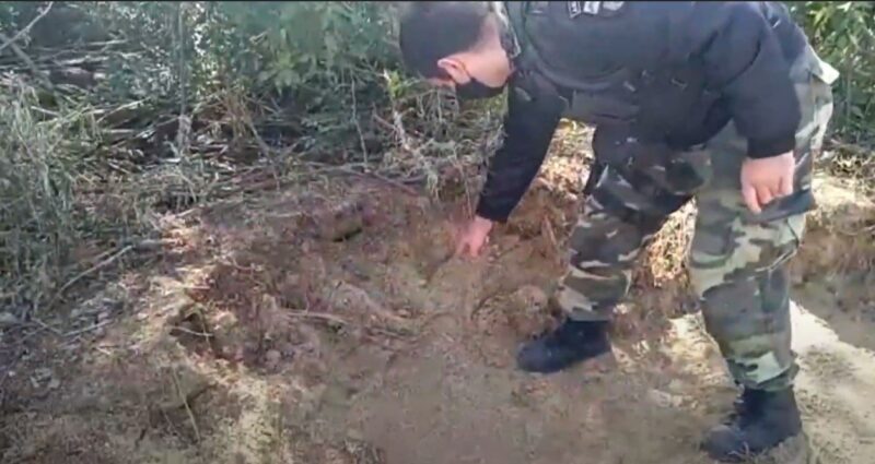 procura-onca-e1625681889314