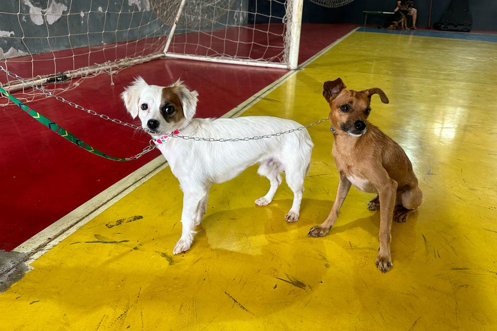 Castração de animais