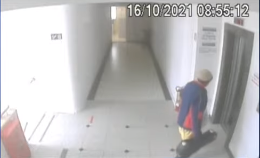reproducao-pi-e1634902065602