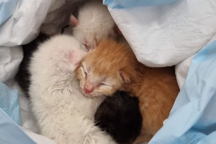 resgate-gatos-matinhos