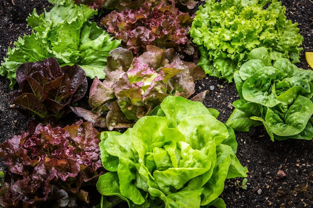 salad-2376777_1920