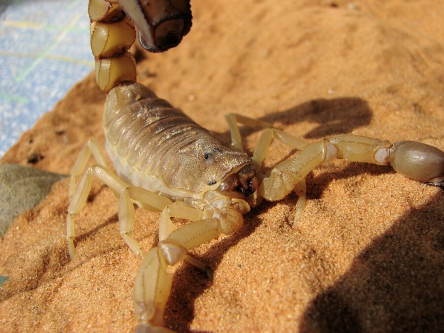 scorpio-ga592814e4_1920-e1637611810861