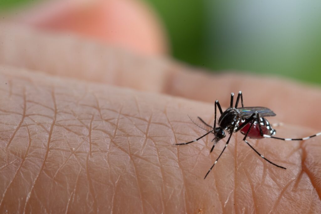 Aedes,Aegypti,Mosquito.,Close,Up,A,Mosquito,Sucking,Human,Blood, aedes-aegypti-mosquito-dengue