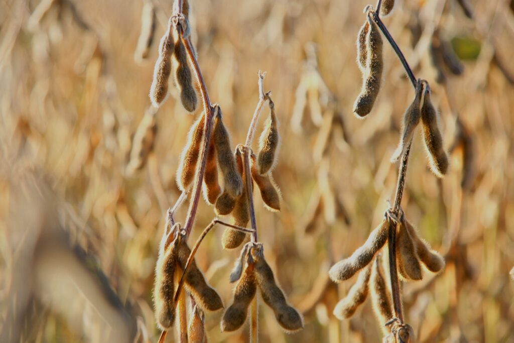 soya-bean-g6cfb3773f-1920