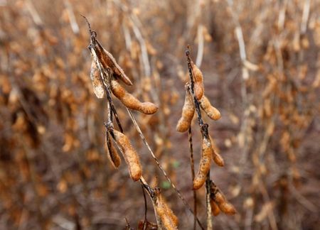 Colheita de soja no Paraná vai a 8% da área