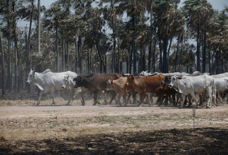 Criação de gado na região de Cadete Pando, no Chaco, Paraguai Criação de gado na região de Cadete Pando, no Chaco, Paraguai