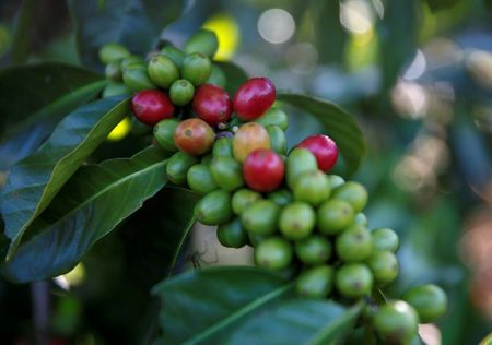 Pés de café arábica em Pangalengan, Indonésia Pés de café arábica em Pangalengan, Indonésia
