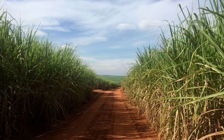Canavial em Ribeirão Preto Canavial em Ribeirão Preto