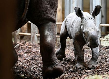 Rinoceronte recém-nascido em zoológico em Arnhem, na Holanda Rinoceronte recém-nascido em zoológico em Arnhem, na Holanda