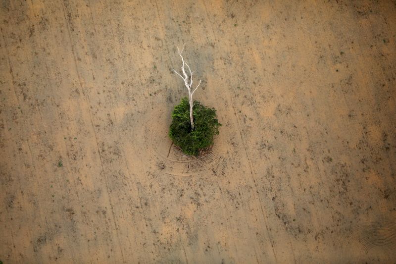 Área desmatada da floresta amazônica Área desmatada da floresta amazônica