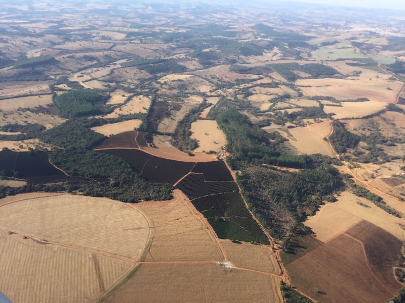 Vista aérea de cafezais atingidos por geadas em Varginha (MG)