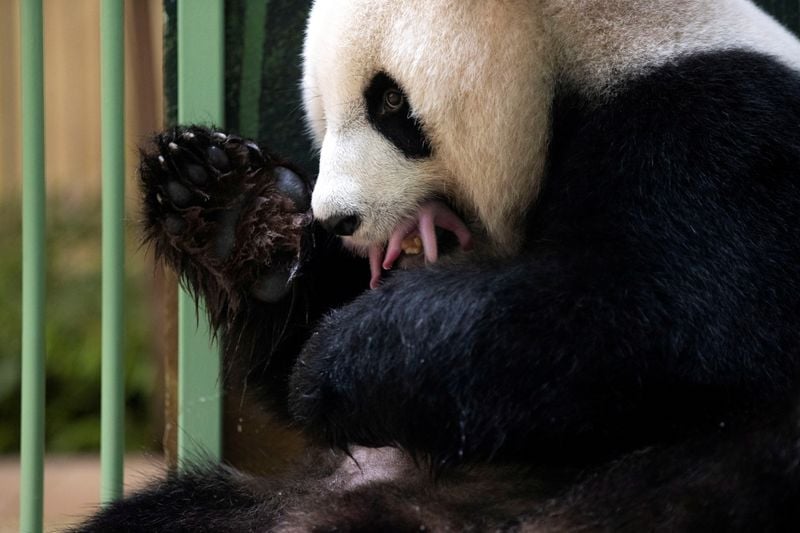 Dois filhotes de panda nascem em zoológico francês de Beauval