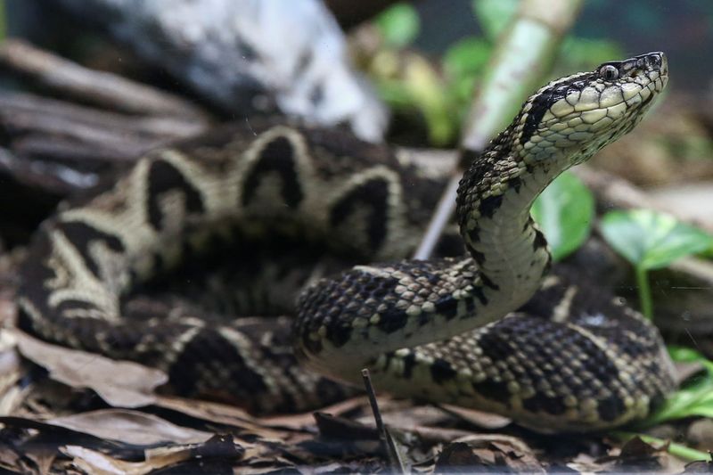 Cobra Jararacuçu no Instituto Butantan, em São Paulo