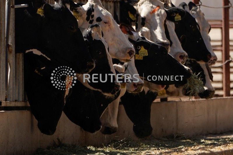 Vacas da raça holandesa são alimentadas em uma fazenda da Califórnia, Estados Unidos Vacas da raça holandesa são alimentadas em uma fazenda da Califórnia, Estados Unidos