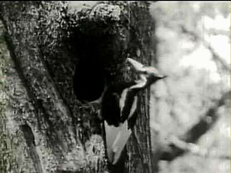 Pica-pau de bico de marfim é visto em área remota do Estado norte-americano do Arkansas em 2005