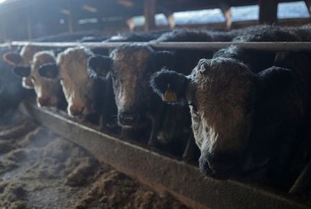 China renova proibição de importação de carne bovina britânica por caso de ‘vaca louca’