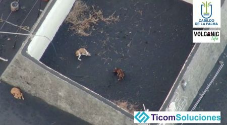 Cachorros presos em área cercada por lava de vulcão na ilha espanhola de La Palma Cachorros presos em área cercada por lava de vulcão na ilha espanhola de La Palma