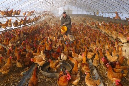 Homem fornece água para galinhas dentro de estufa em uma fazenda em Heihe, China