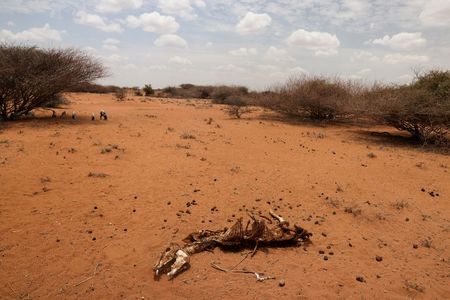 Carcaça de burro morto devido à seca na cidade de Kargi, no Quência