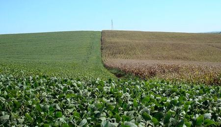 Lavouras de soja (à esquerda) e milho no Brasil